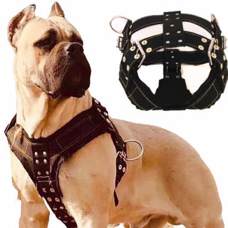 Large Dog Pet Leash Harness