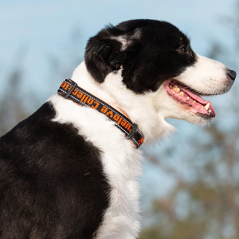 High Quality Soft Padding Pet Collar