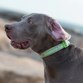 Collar para mascotas con acolchado suave de alta calidad